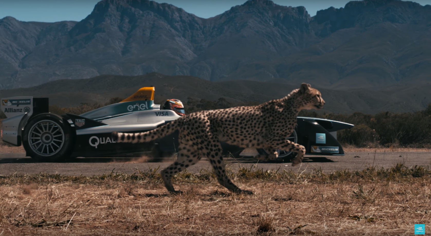animals